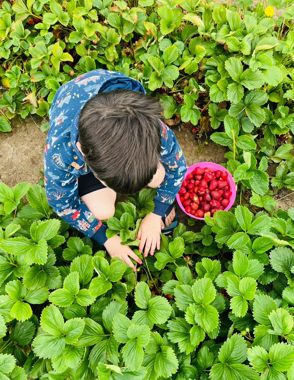 From Field to Jar: Life Lessons in Berry&nbsp;Season