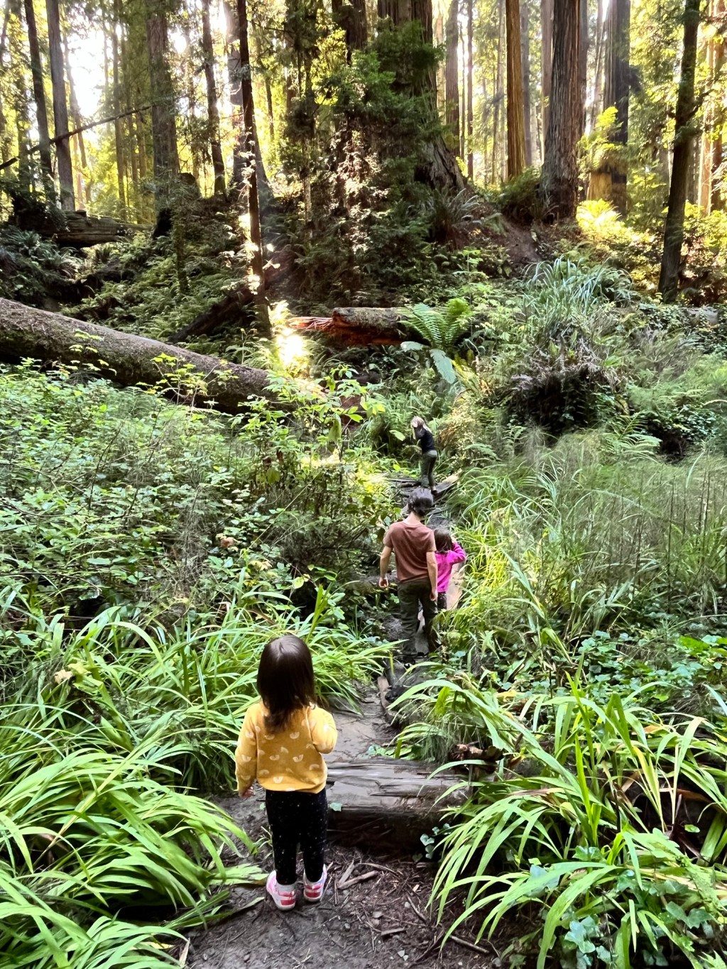 Homeschooling in the Redwoods: The Best Classroom We’ve Ever Stepped&nbsp;Into